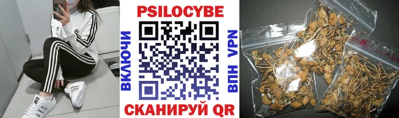 купить сайты Ставрополь Псилоцибиновые грибы Psilocybe